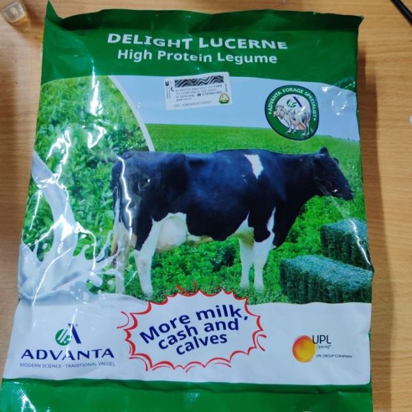 Advanta Delight lucerne high protein legume