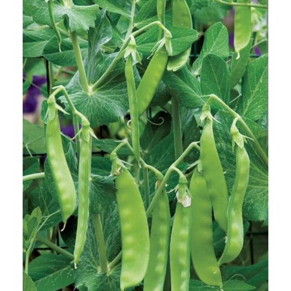 Peas oregon ii seeds
