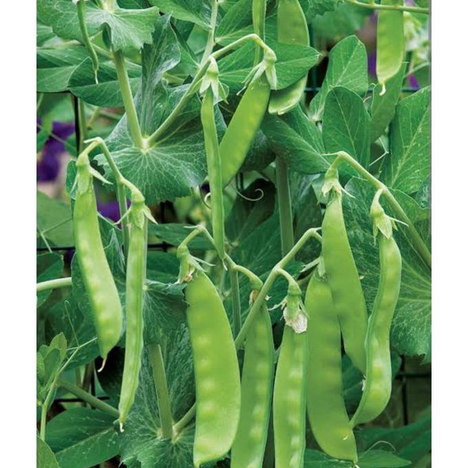 Peas_oregon_ii_seeds
